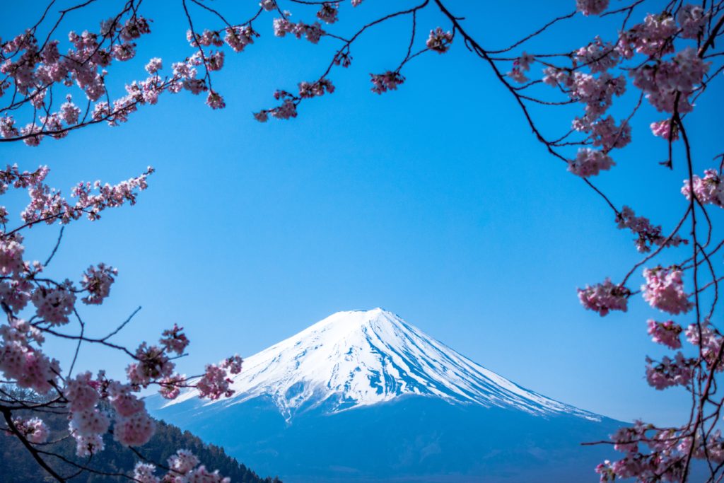 Blooming sakura trees with Mt. Fuji on background. Photo by JJ Ying on Unsplash