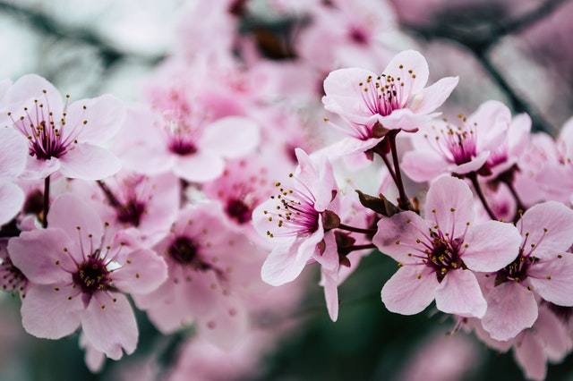 Blooming cherry blossoms.Photo by Brett Sayles from Pexels